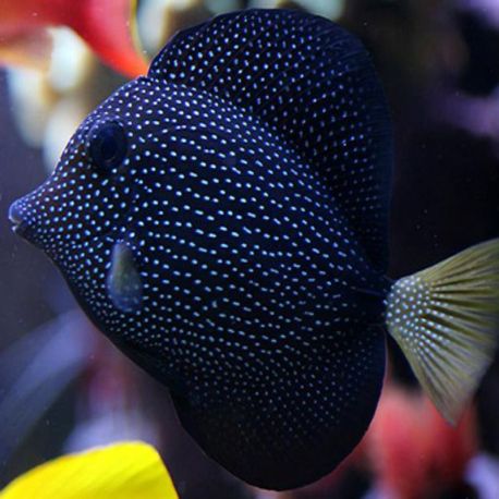 Zebrasoma Gemmatum taille 6-8 cm (rare) 545,00 €