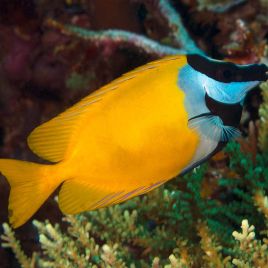 Siganus (lo) vulpinus : 18-20 cm 97,50 €