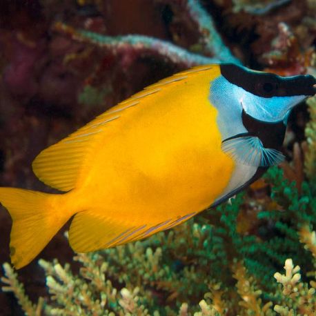 Siganus (lo) vulpinus : 18-20 cm 97,50 €