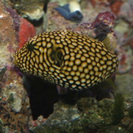 Arothron mappa : 5 à 7 cm  
