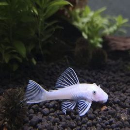 Ancistrus Snow White