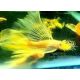 Ancistrus Lemon L144 voilés