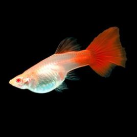 Guppys femelles (Poecilia reticulata) 
