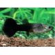 Guppys femelles Black tuxedo(Poecilia reticulata)