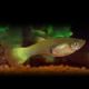 Guppys femelles Lemon(Poecilia reticulata)