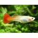Guppys femelles RedBlond(Poecilia reticulata)