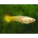 Guppys femelles Flamme(Poecilia reticulata)