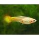 Guppys femelles Flamme(Poecilia reticulata) 2,90 €