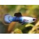 Guppys endler Panda lot de 5 mâles 15,00 €