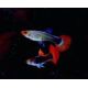 Guppys Black Koi lot de 6 (3 couples) 18,50 €