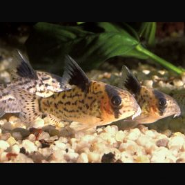 Corydoras Leucomelas lot de 5