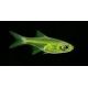 Microdevario-Rasbora Kubotai lot de 3 6,50 €