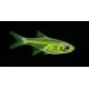 Microdevario-Rasbora Kubotai lot de 3 6,50 €