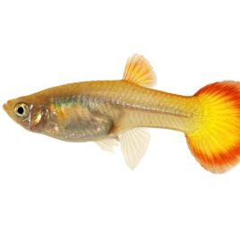 Guppys femelles Flamme(Poecilia reticulata) lot de 10