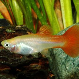 Guppys femelles RedBlond(Poecilia reticulata)