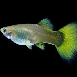 Guppys femelles Lemon(Poecilia reticulata)