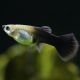 Guppys femelles Black tuxedo(Poecilia reticulata) lot de 3 6,90 €