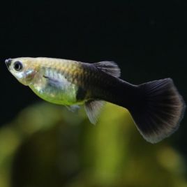 Guppys femelles Black tuxedo(Poecilia reticulata)