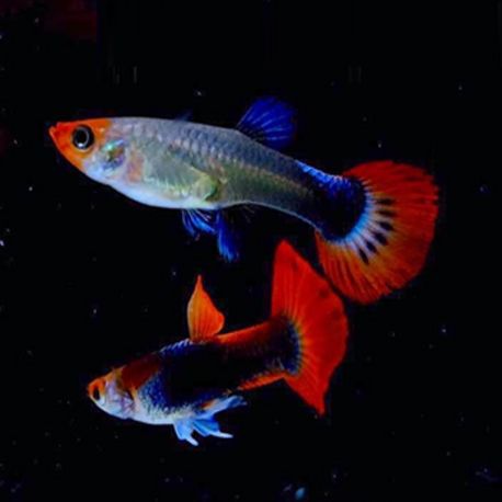 Guppys Black Koi lot de 6 (3 couples) 18,50 €