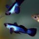 Guppys endler Panda lot de 5 mâles 15,00 €