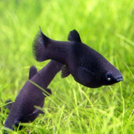 Poecillia Sphenops-Black Mollys