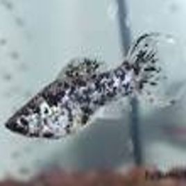 Poecilia Sphenops Molly Dalmatiens Lyres lot de 5