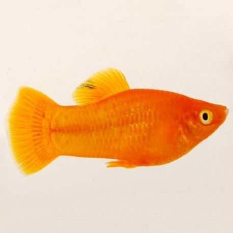 Poecilia Sphenops Molly orange Velifera  3,50 €