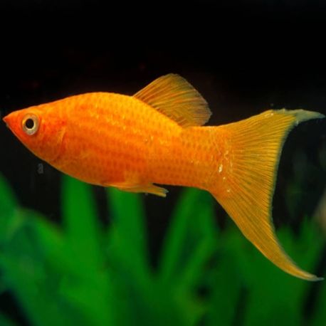 Poecilia Sphenops Molly orange Lyres lot de 5