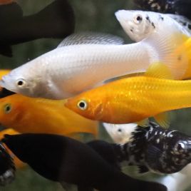 Poecilia Sphenops Mollys mix lot de 10 