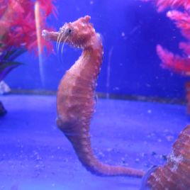 Hippocampus Erectus MALE élevage (10-12 cm) - Mangent parfaitement du surgelé.