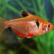 Hyphessobrycon Serpaes - Tétra Serpaes 2,50 €