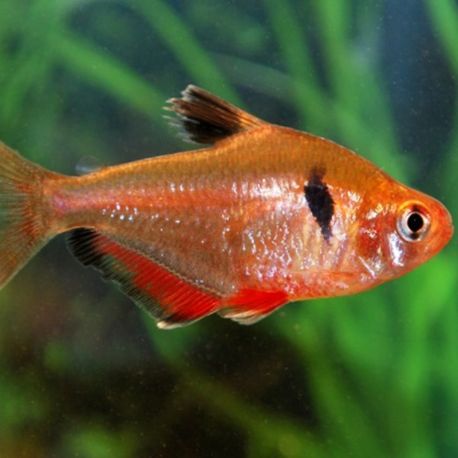 Hyphessobrycon Serpaes - Tétra Serpaes 2,50 €