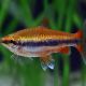 Nannostomus Beckfordi - Poisson Crayon