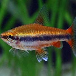 Nannostomus Beckfordi sp red- Poisson Crayon