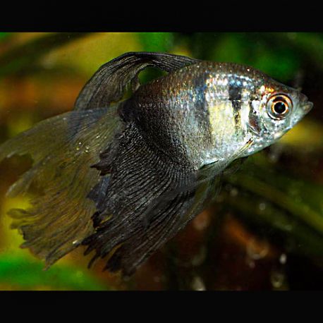 Gymnocorymbus Ternetzi voilée -Tétra Veuve noir voilés