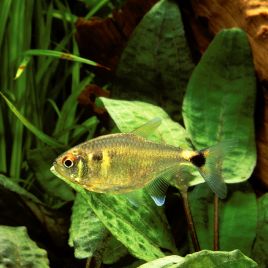 Hemigrammus Ocellifer-feux de position lot de 10