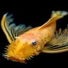 Ancistrus Lemon L144 Voilé lot de 2