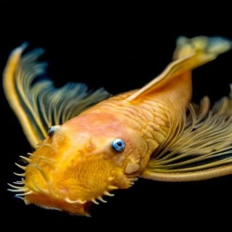 Ancistrus Lemon L144 voilés 3-4cm