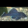 Baryancistrus Beggini - L239 lot de 2