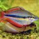 Melanotaenia Trifasciata "Rivière Blyth" 4-5cm  12,00 €