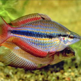 Melanotaenia Trifasciata "Rivière Blyth" 4-5cm  