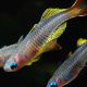 Popondetta Furcata - Pseudomugil furcatus  4,50 €