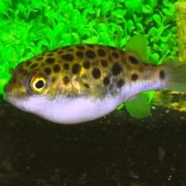 Carinotetraodon Nigroviridis 6-7 cm