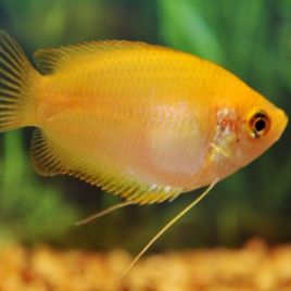 Colisa Trichogaster Chuna Doré 3-4cm