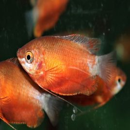 Colisa Trichogaster Chuna rouges 3-4cm le couple 