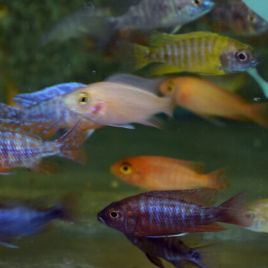 Aulonocara Mix 6-7cm  le lot de 5 (mâles et femelles)