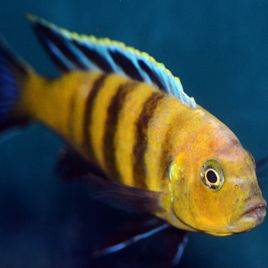 Cynotilapia sp. Lion's Cove 6-8cm