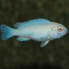 Chindongo socolofi Albino 4-5 cm