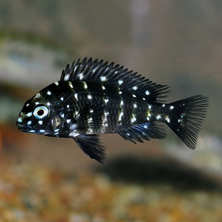 Tropheus Duboisi 3-4cm  