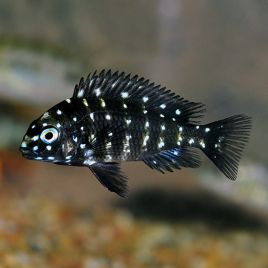 Tropheus Duboisi 3-4 cm lot de 5 